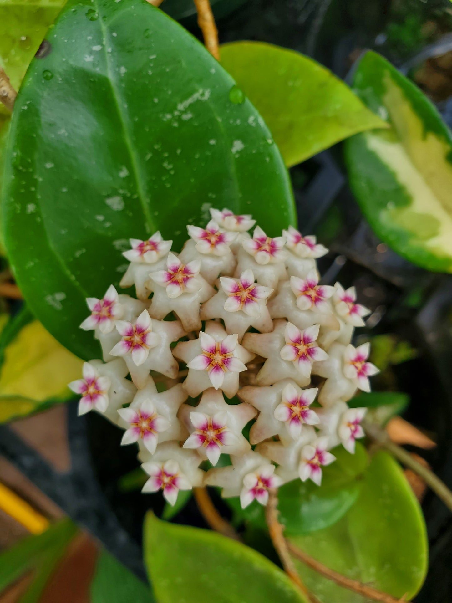 Hoya parasitica