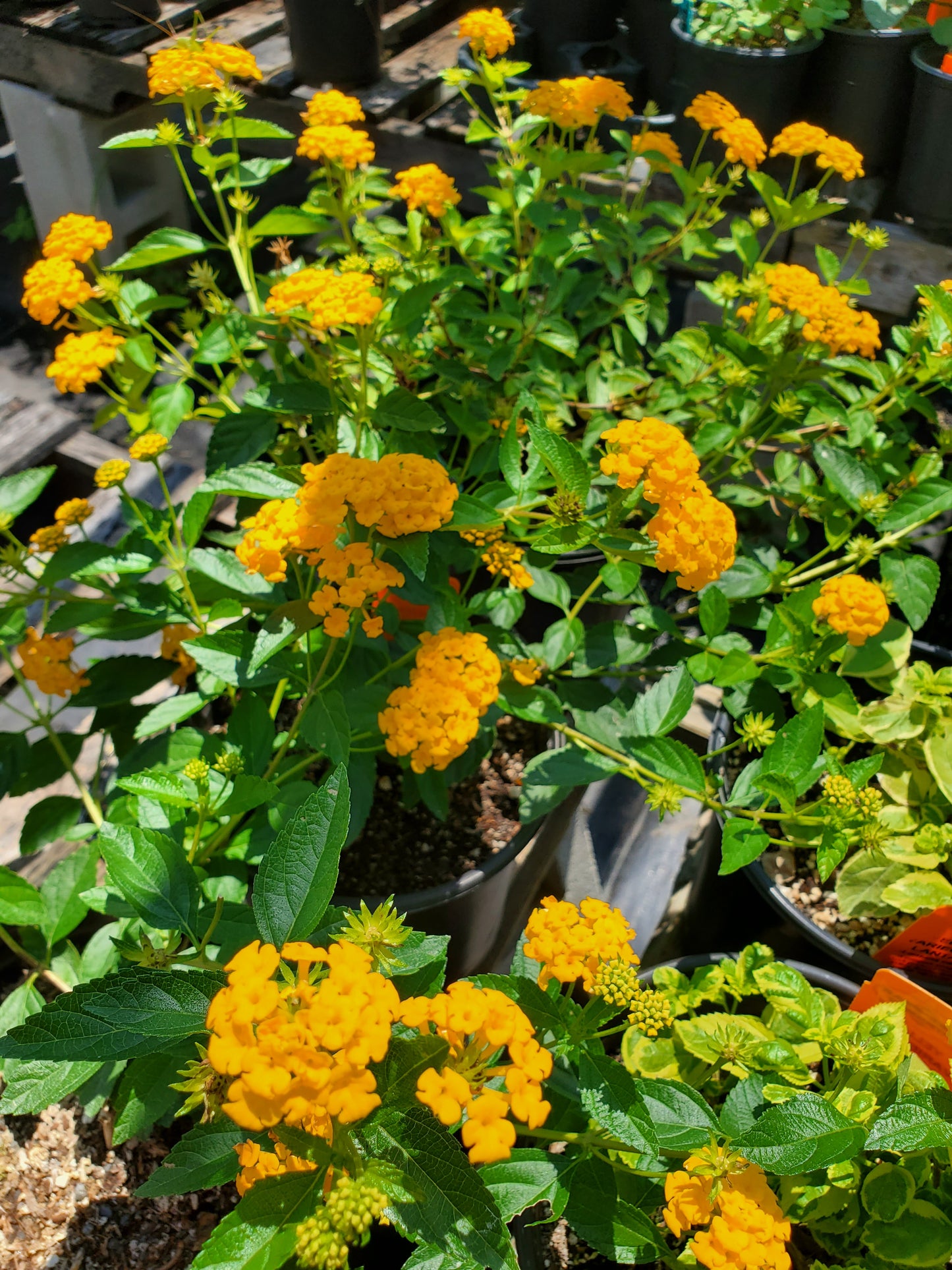 Lantana camara --New Gold Lantana--