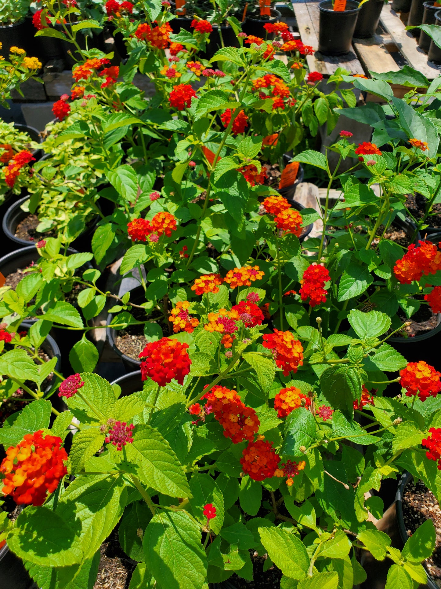Lantana camara --Dallas Red Lantana--