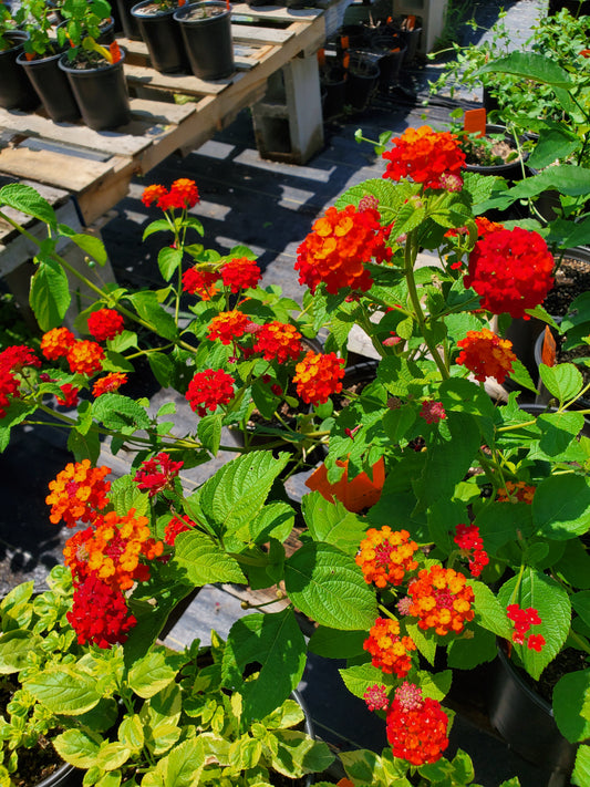 Lantana camara --Dallas Red Lantana--