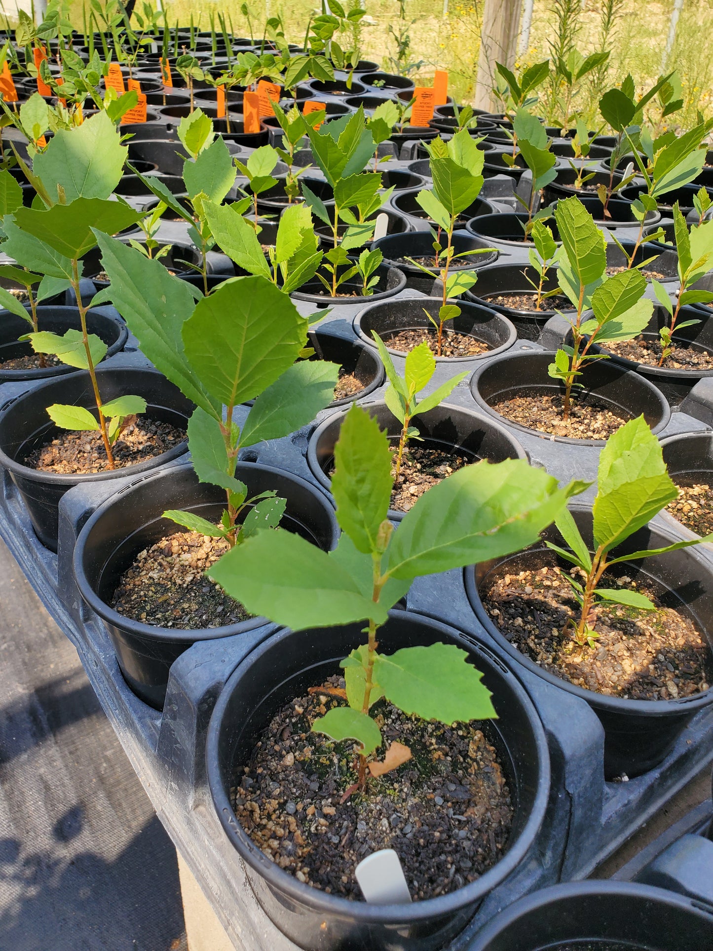Platanus mexicana --Mexican Sycamore--