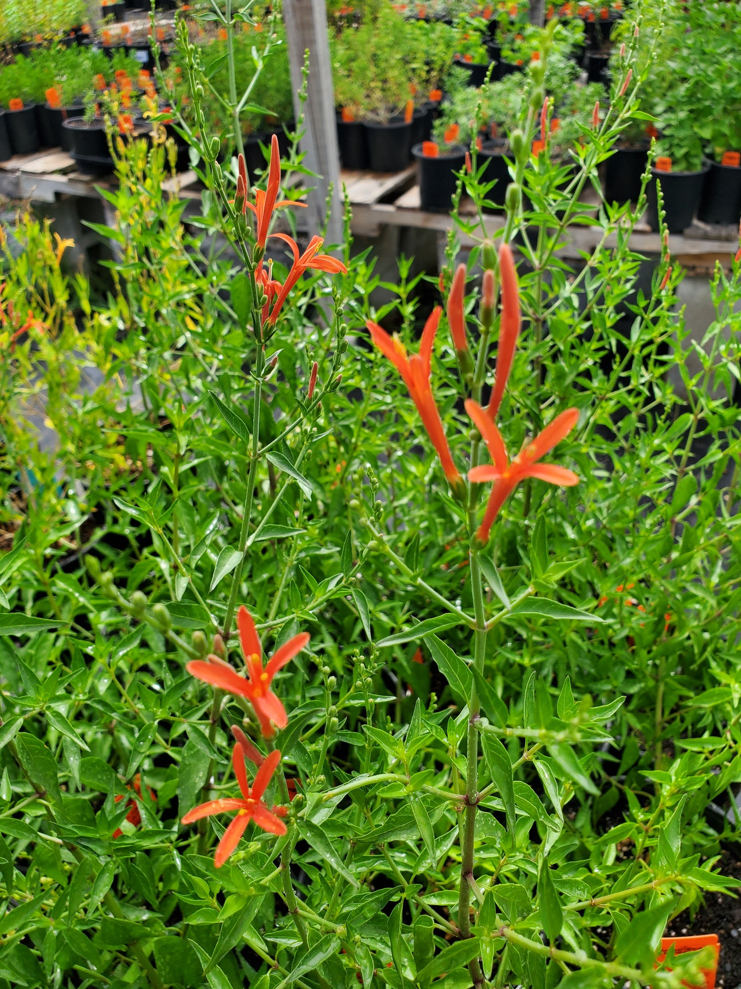 Anisacanthus quadrifidus var. wrightii --Flame Acanthus--