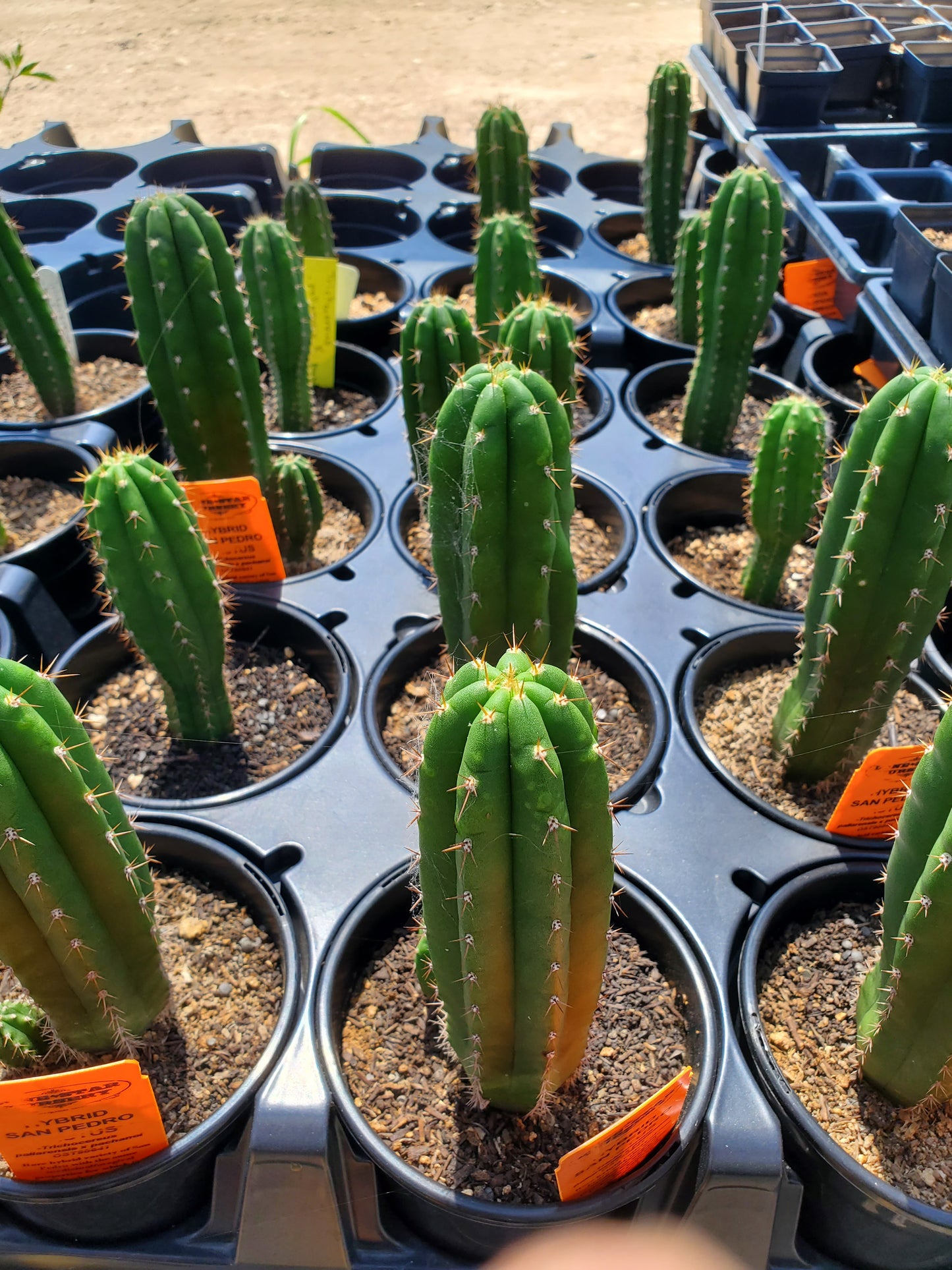 Trichocereus pallarensis x pachanoi OST90641