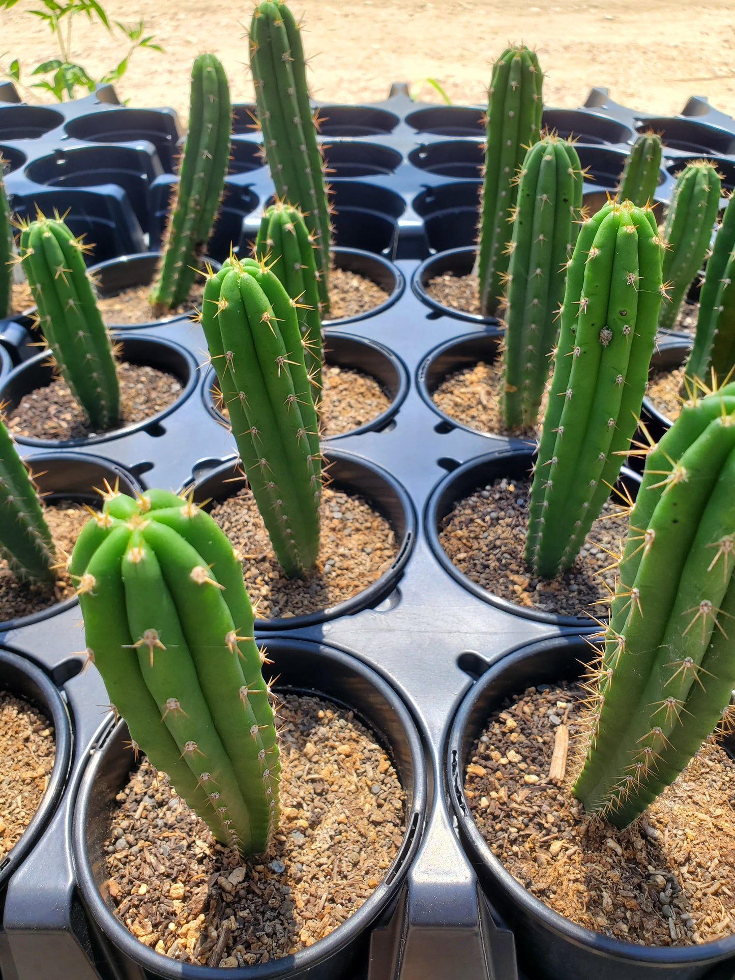 Trichocereus bridgesii x peruvianus