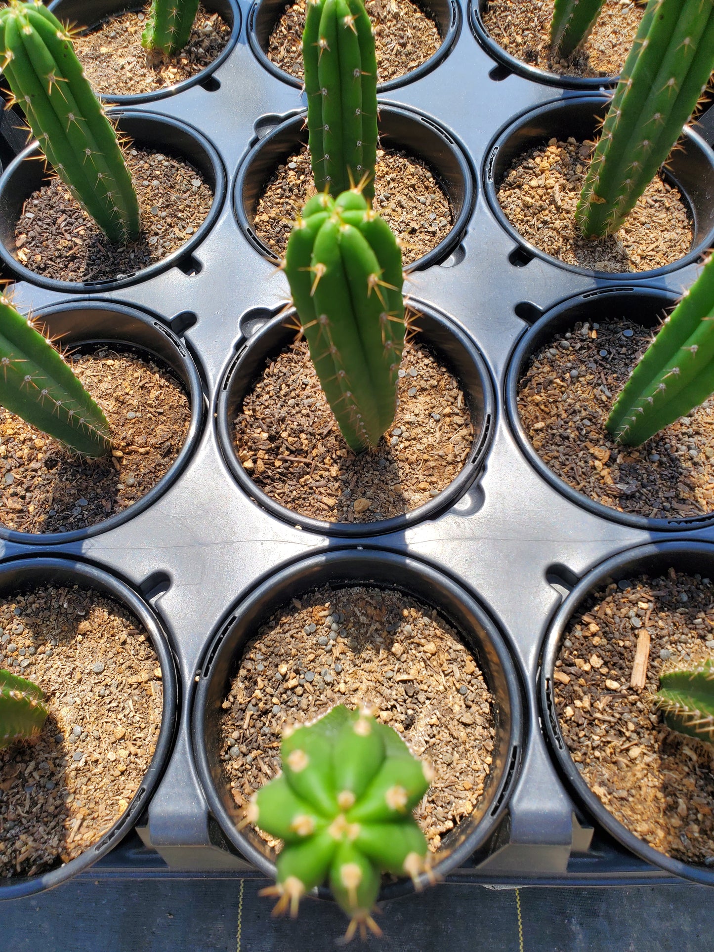 Trichocereus bridgesii x peruvianus