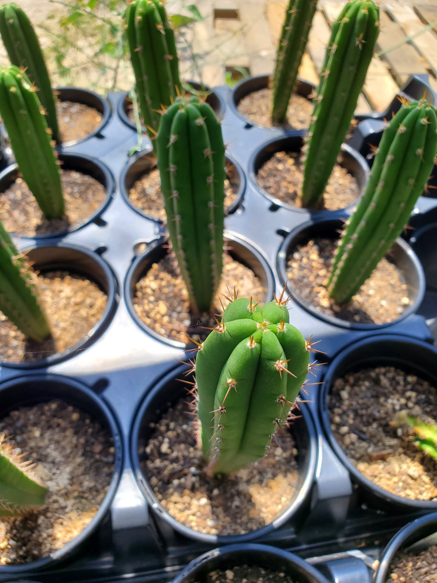Trichocereus pachanoi 'Alpine x Dafq'