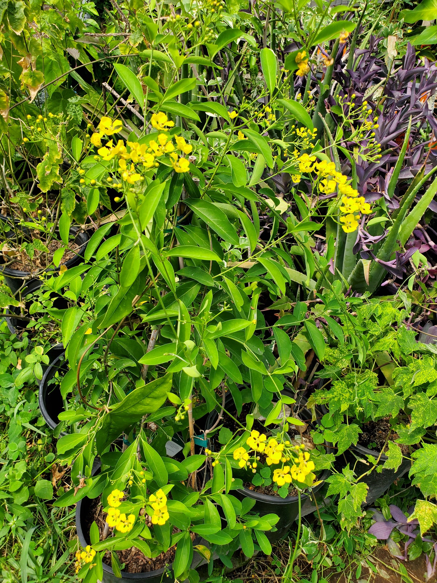 Mascagnia macroptera --Yellow Butterfly Vine--