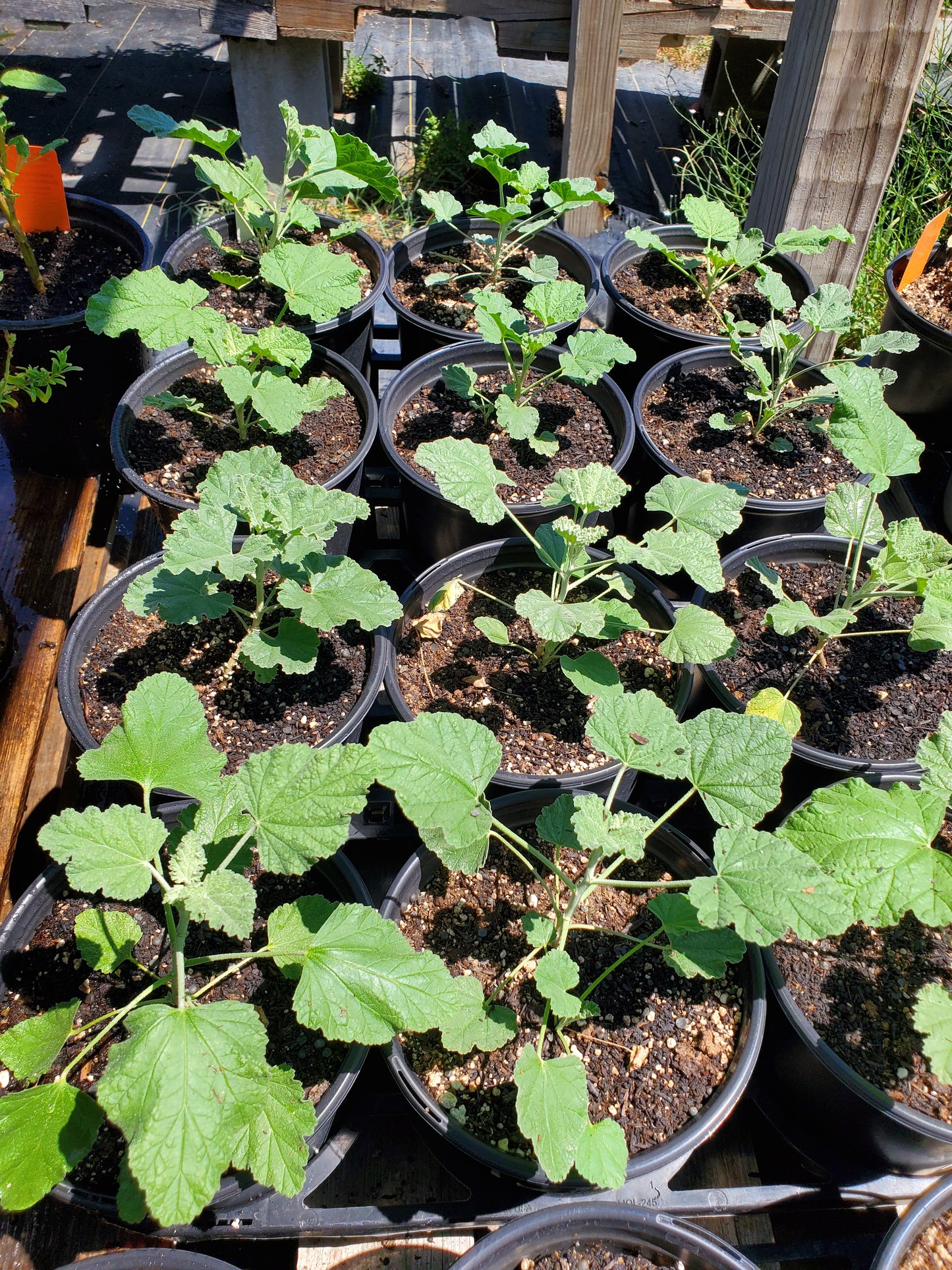 Sphaeralcea munroana --Munro's Globemallow--