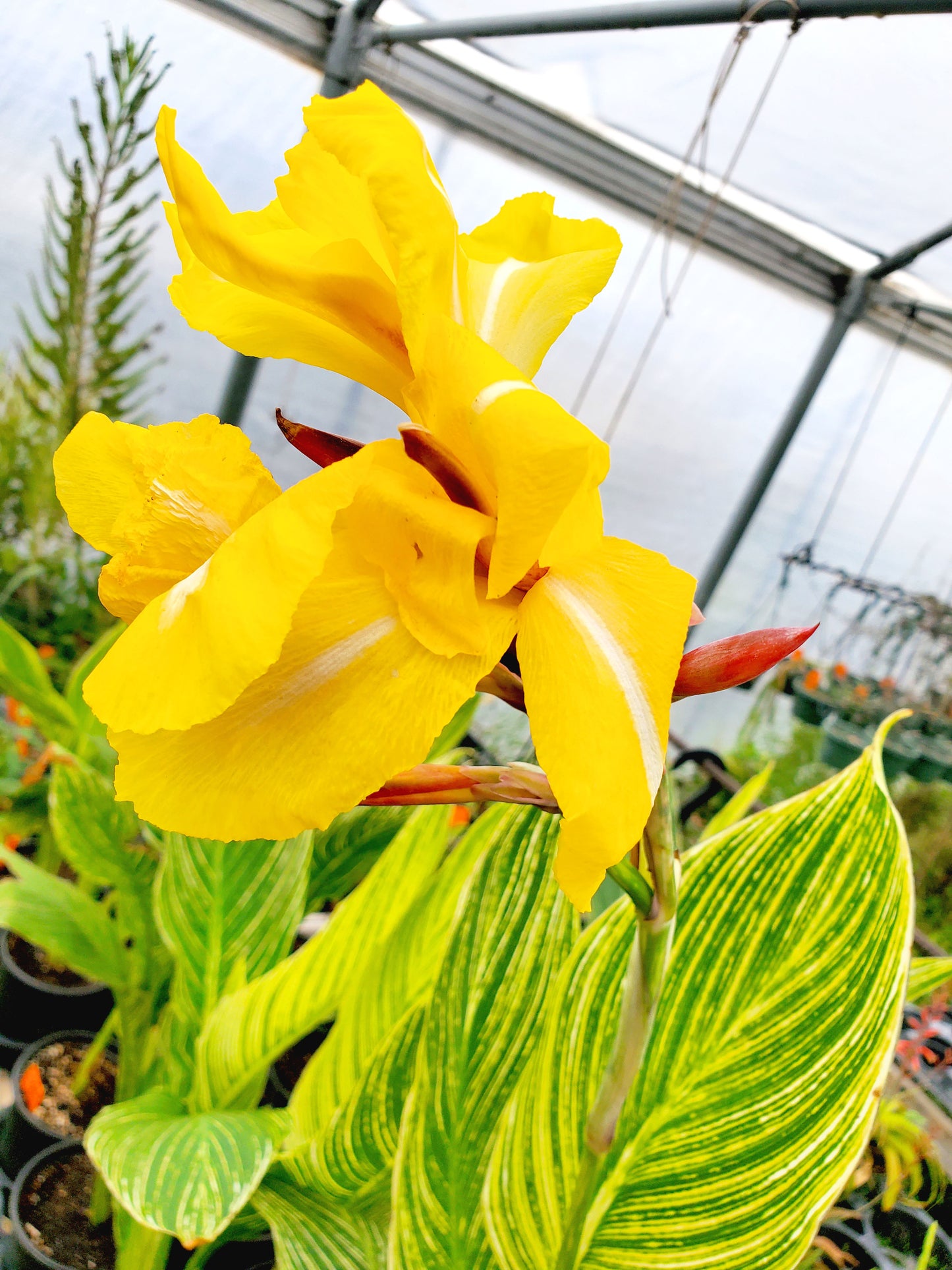 Canna x generalis 'Minerva'