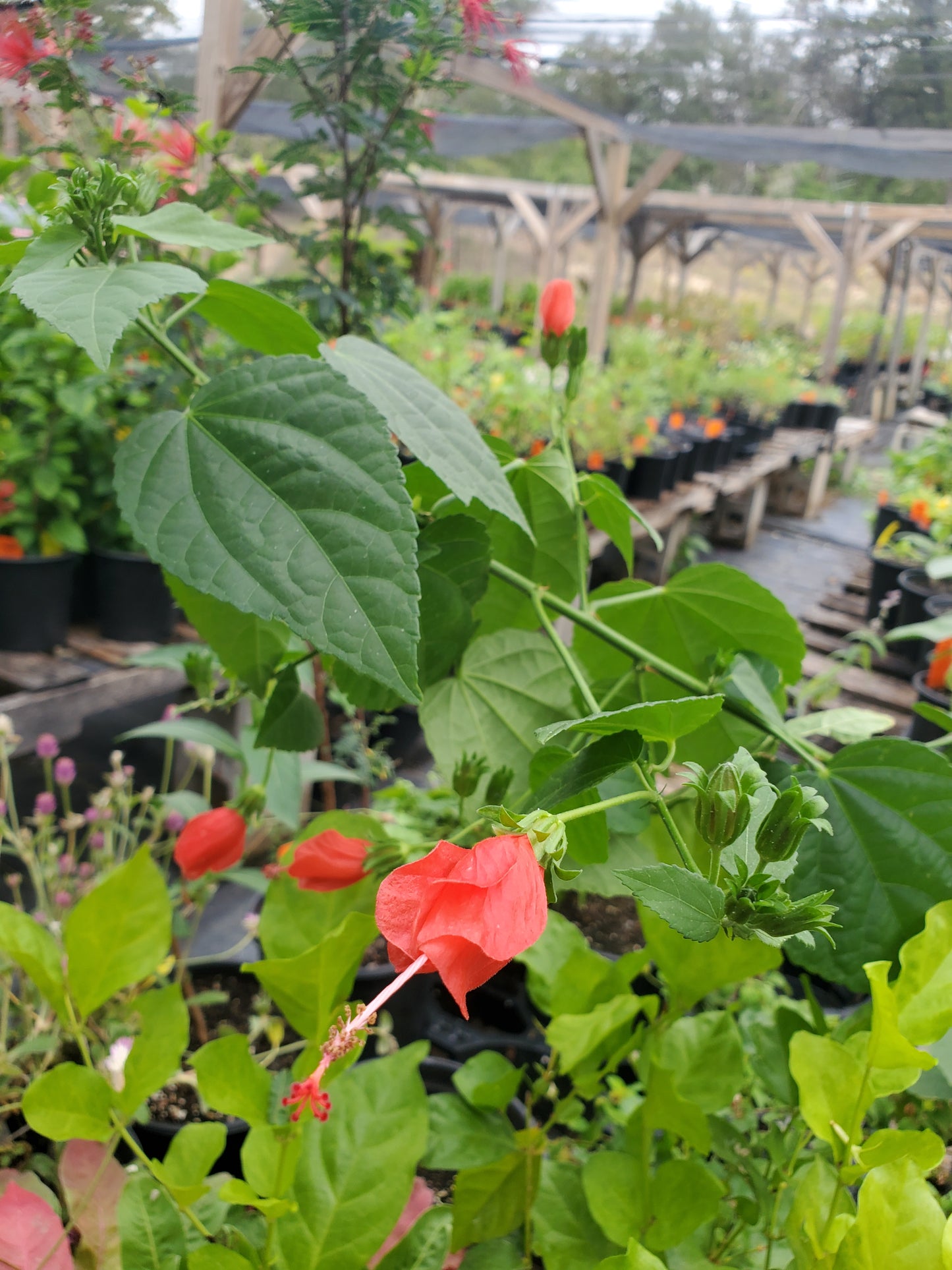 Malvaviscus drummondii --Big Momma Turk's Cap--