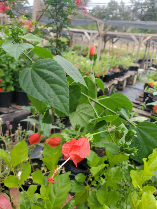 Malvaviscus drummondii --Big Momma Turk's Cap--