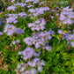 Conoclinium greggii --Gregg's Blue Mistflower--