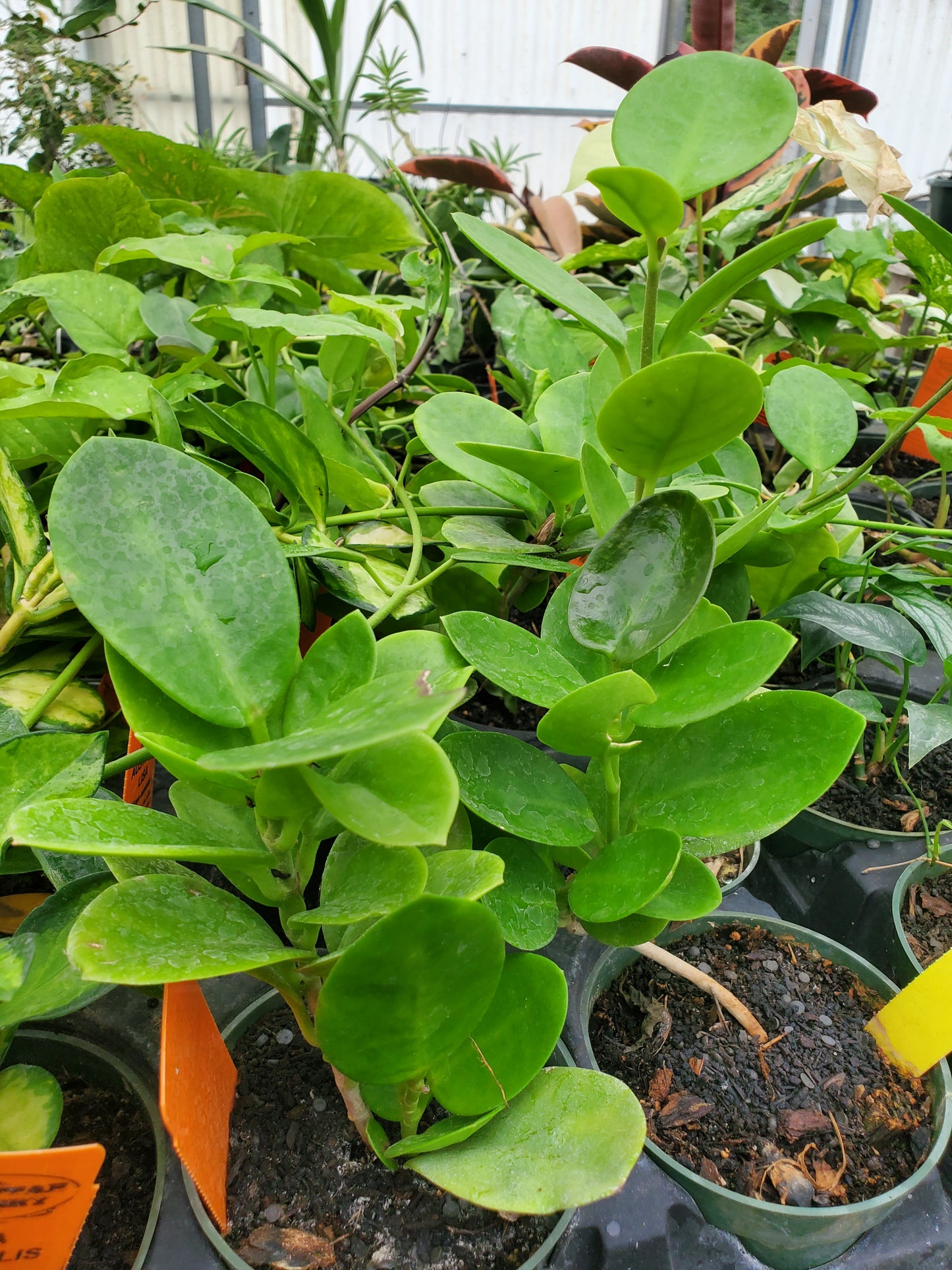 Hoya australis 'Brookfield'