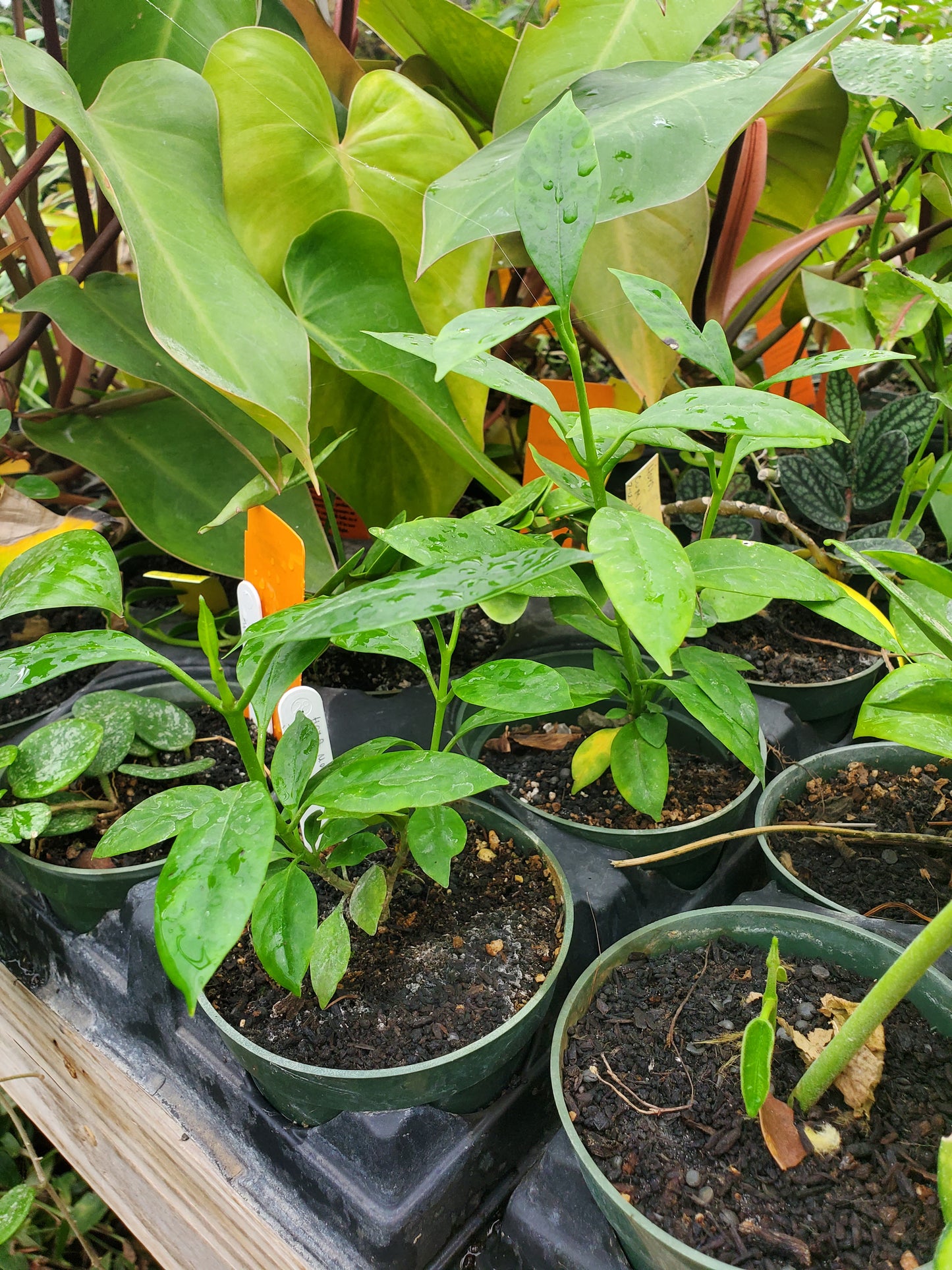 Hoya multiflora --Shooting Stars Wax Plant--