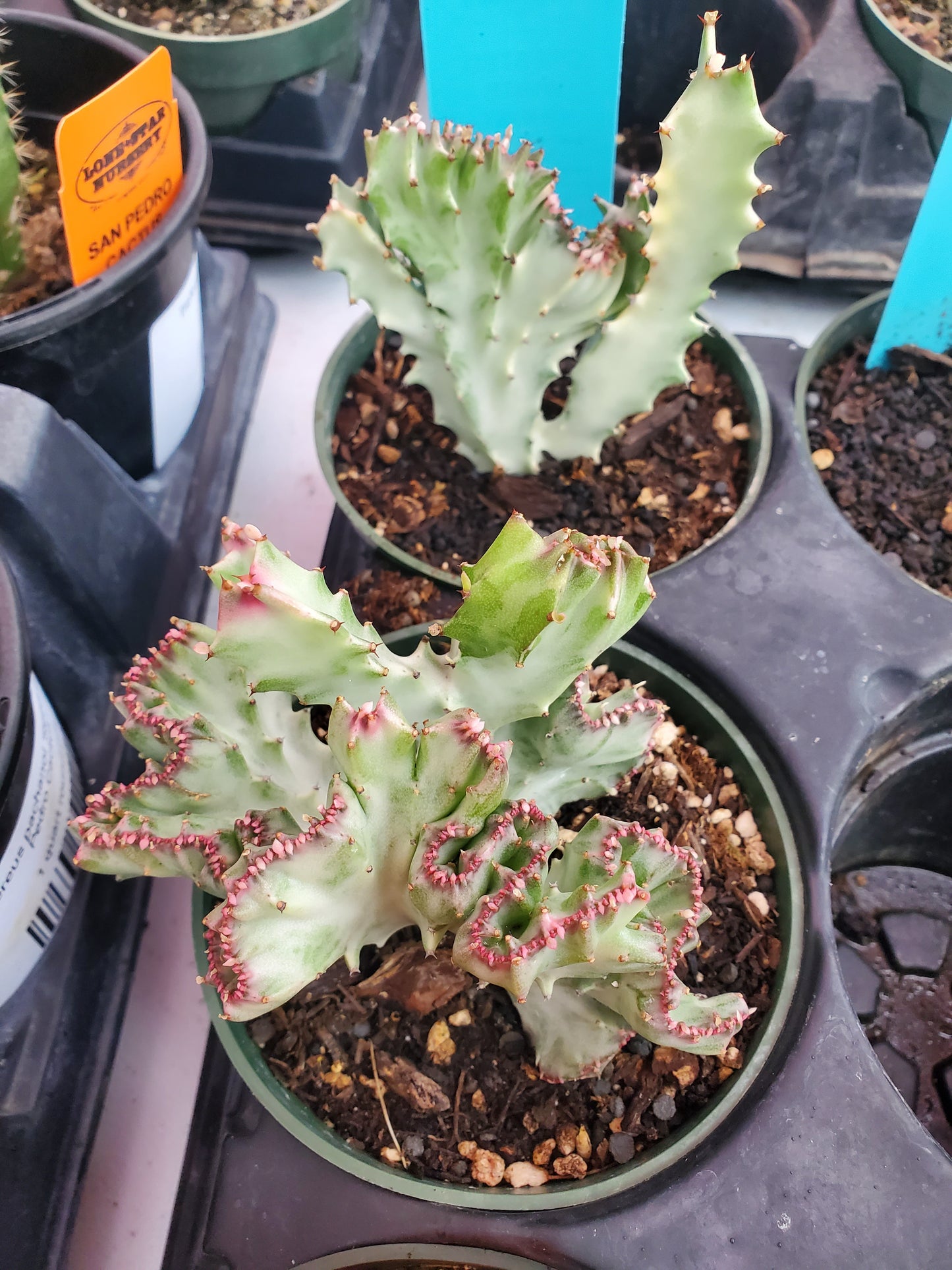 Euphorbia lactea 'Cristata' --Crested White Ghost Elkhorn--