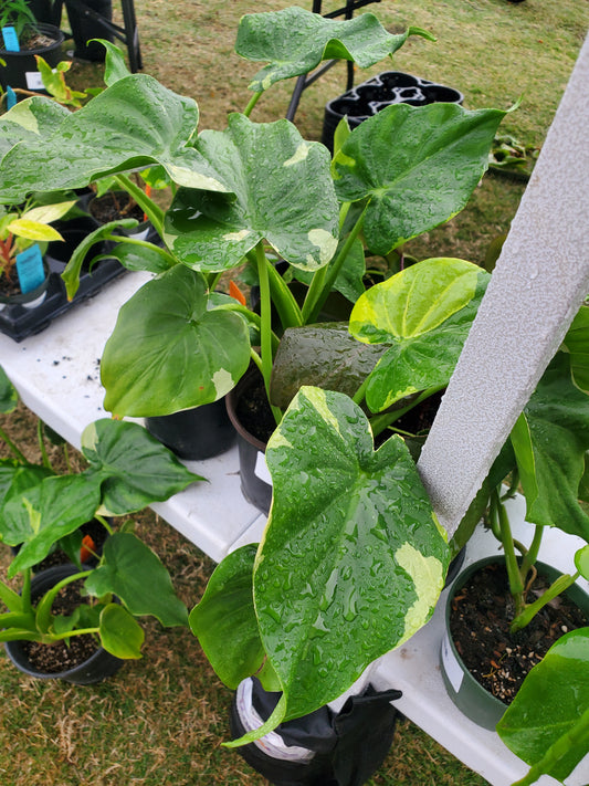 Alocasia cucullata --Yellow Tail Upright Elephant Ear--