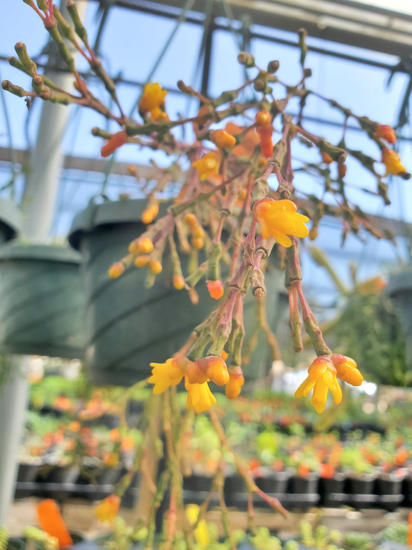 Hatiora salicornioides --Dancing Bones Cactus--