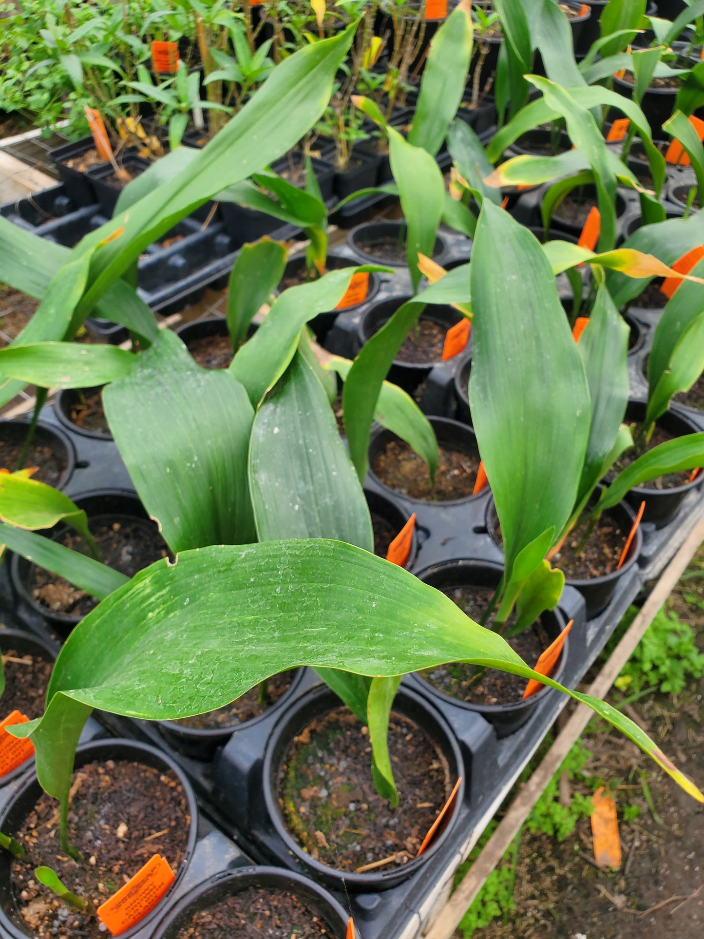 Aspidistra elatior 'Sekko Kan' --White Snowy Crown Cast Iron Plant--