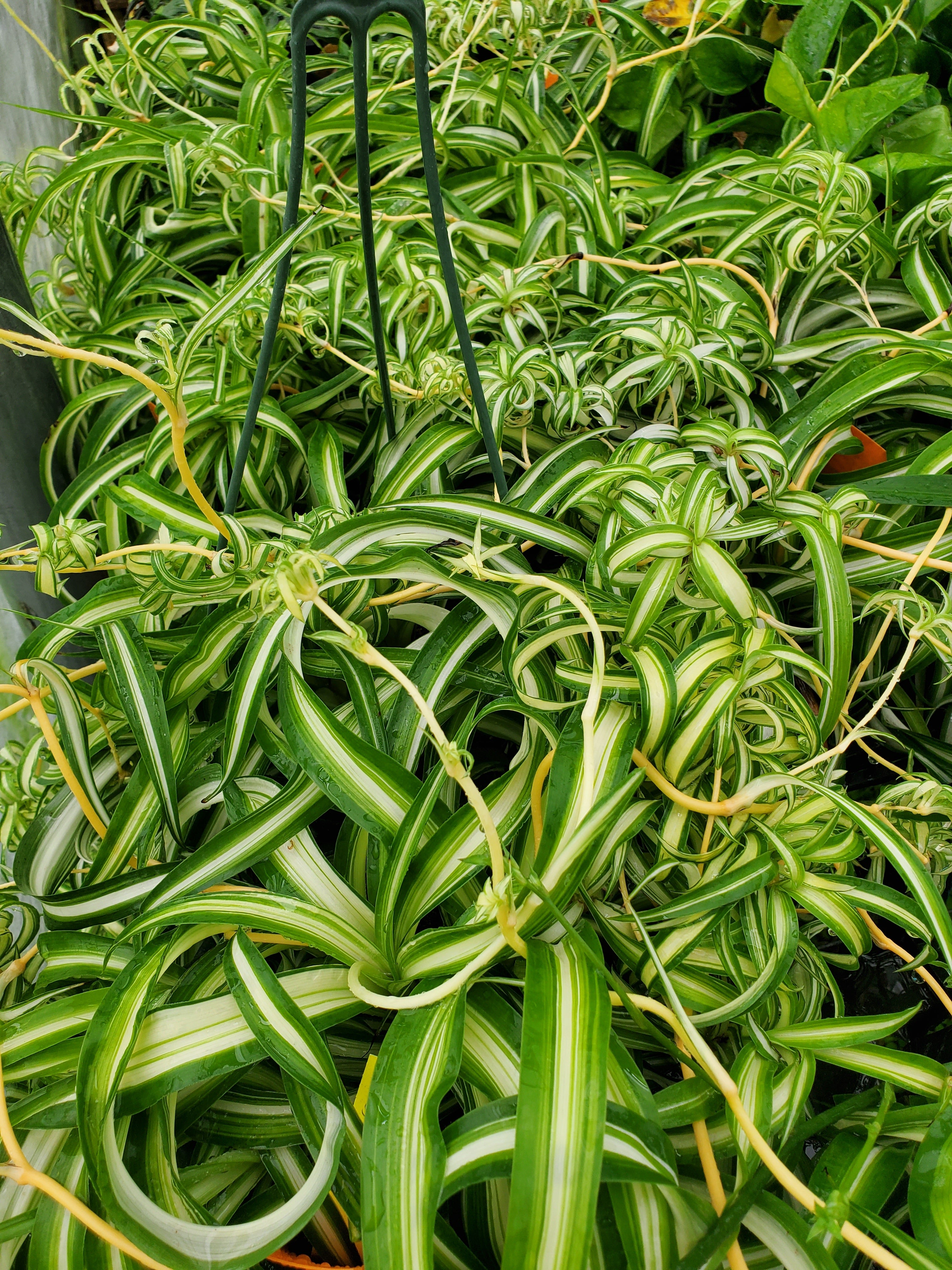 chlorophytum comosum green Chlorophytum comosum 'Bonnie' --Variegated Curly Spide
