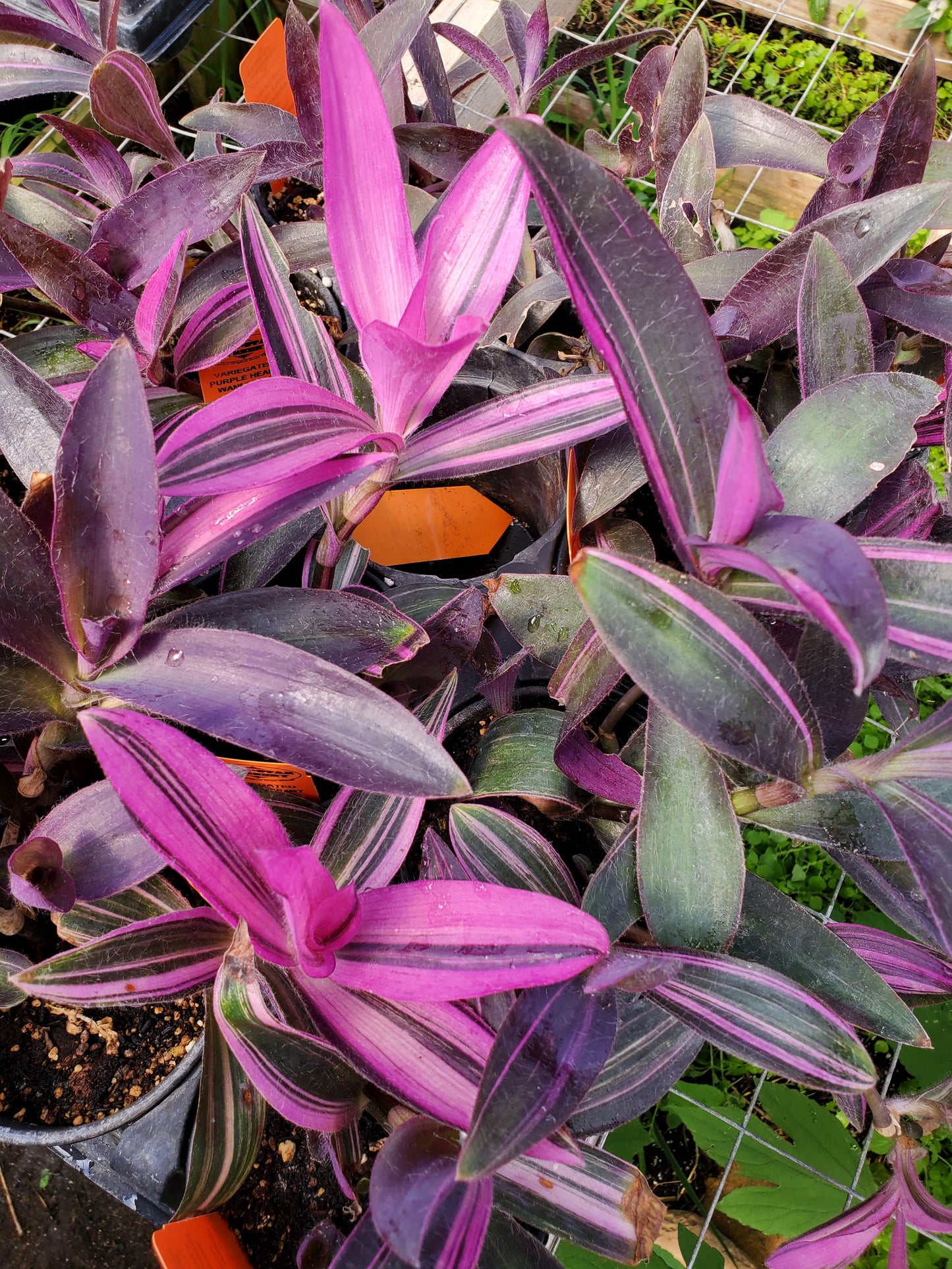 Tradescantia pallida 'Purpurea' --Variegated Purple Heart Wandering Jay--