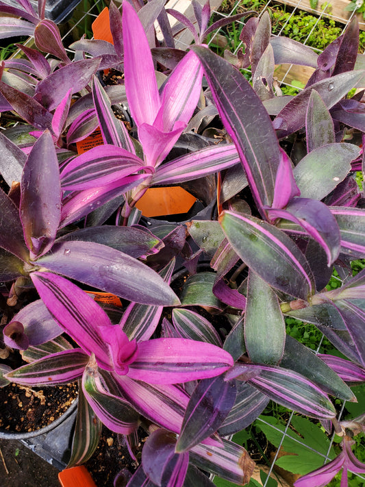 Tradescantia pallida 'Purpurea' --Variegated Purple Heart Wandering Jay--
