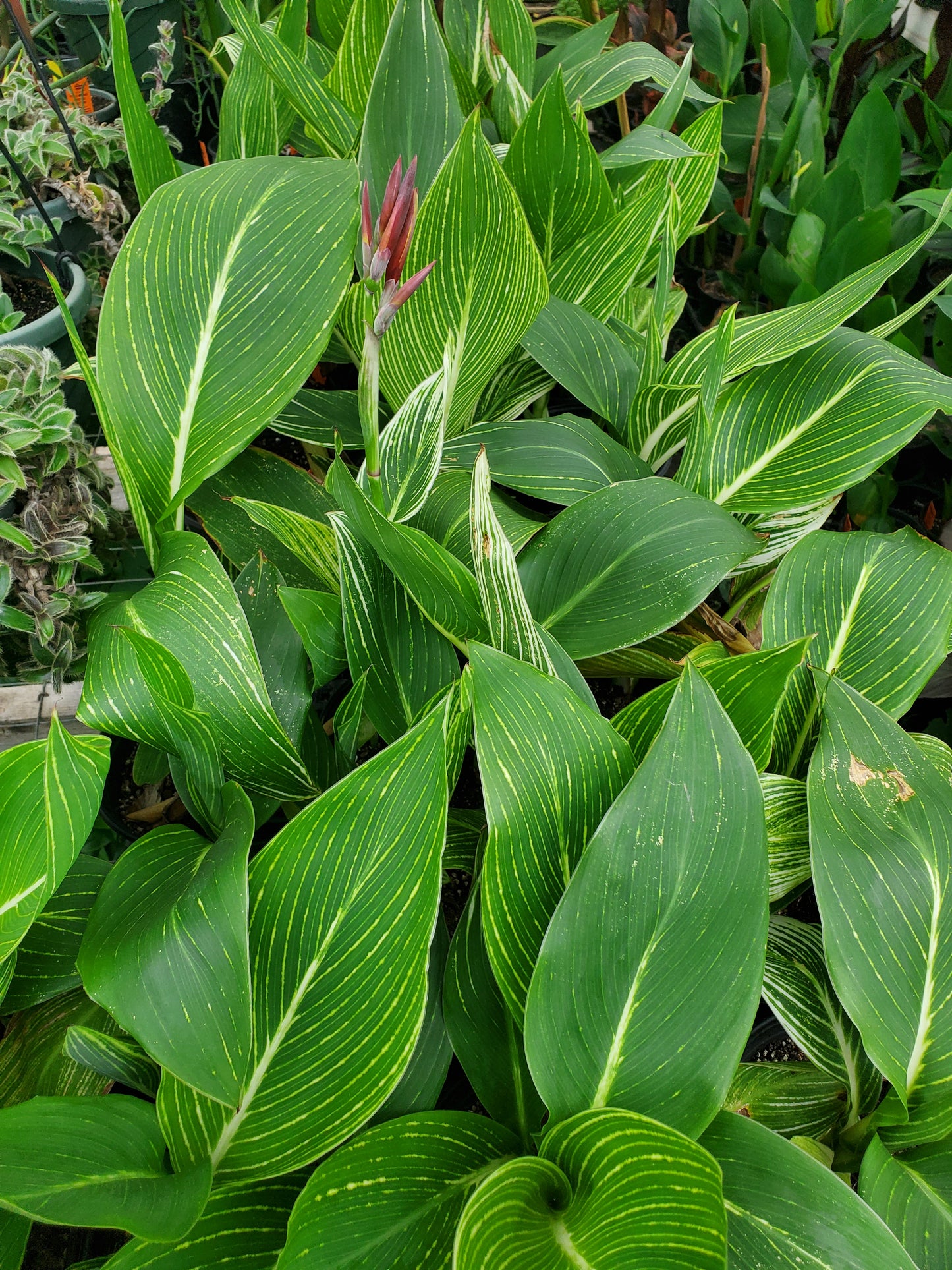 Canna x generalis 'Minerva'