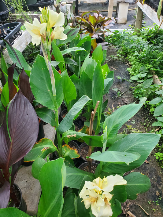 Canna x generalis 'Ermine'