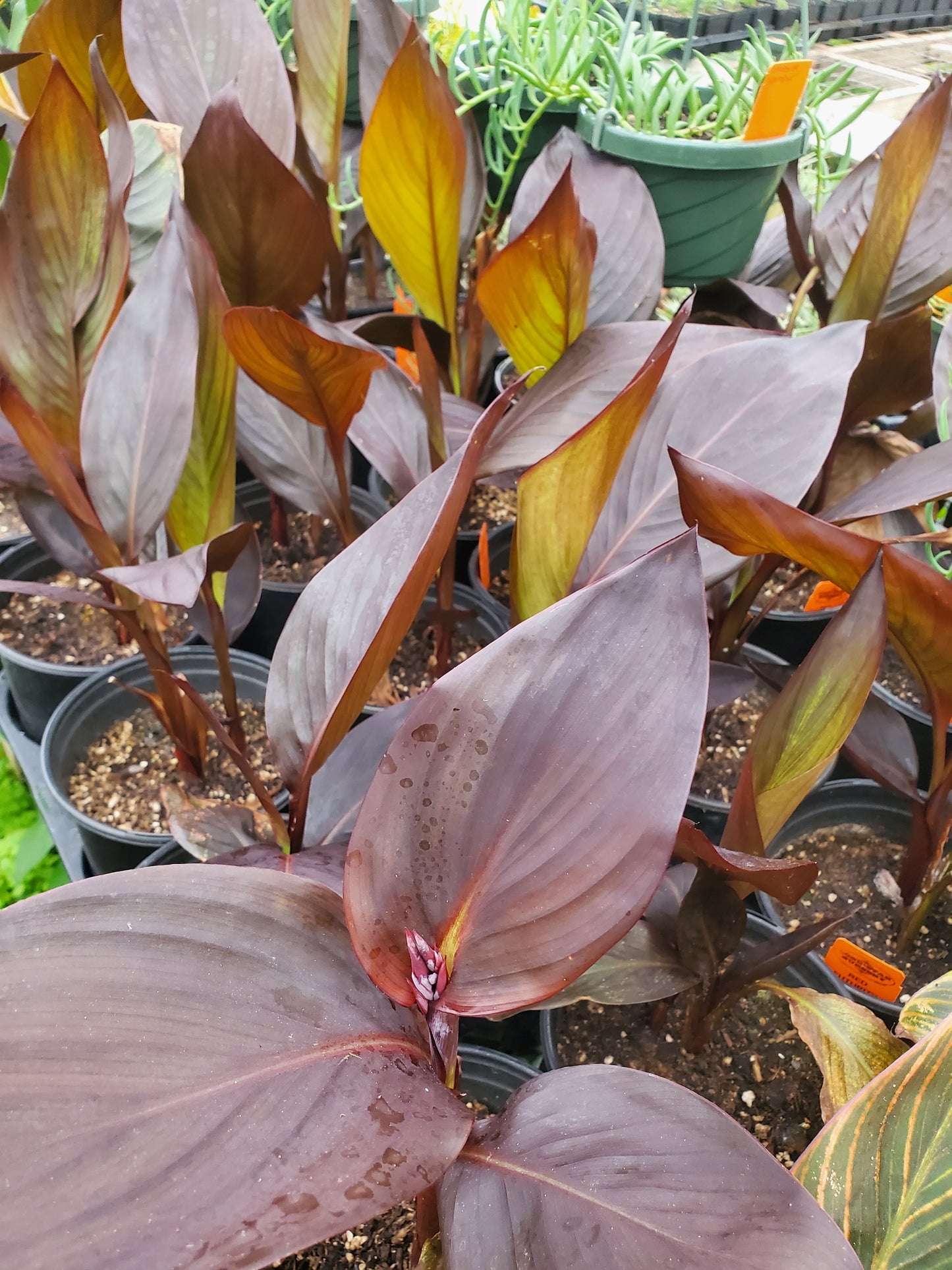 Canna x generalis 'Red Futurity'