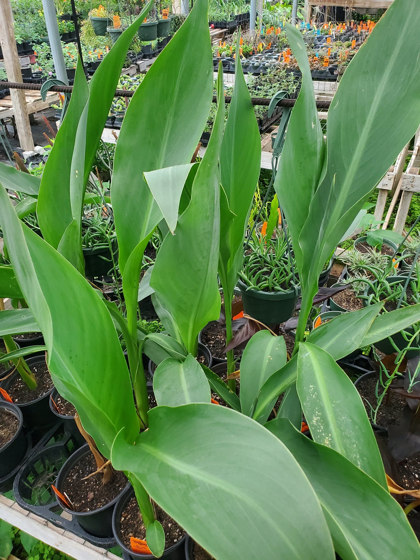 Canna glauca --Water Canna--
