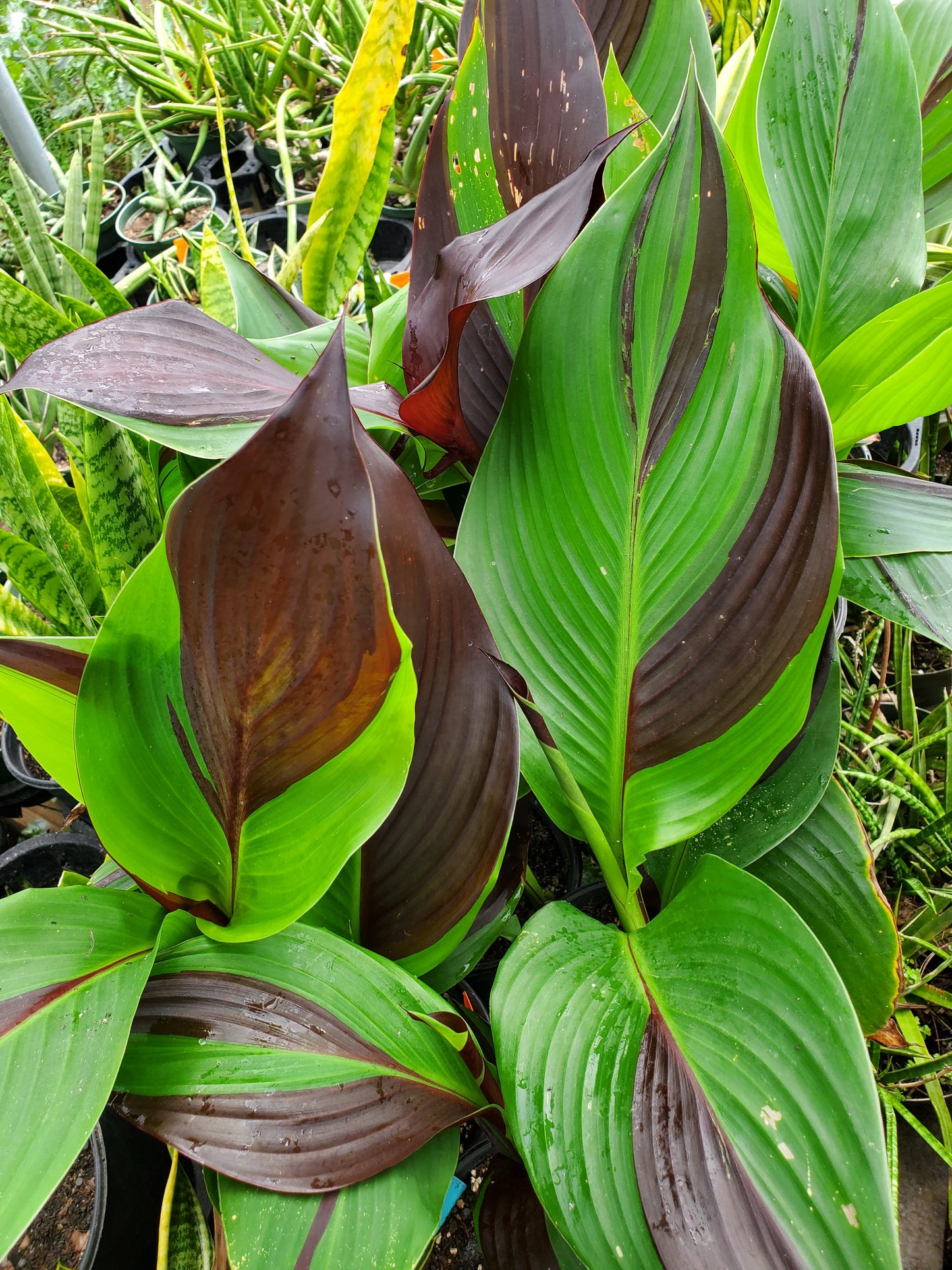Canna x generalis 'Cleopatra'