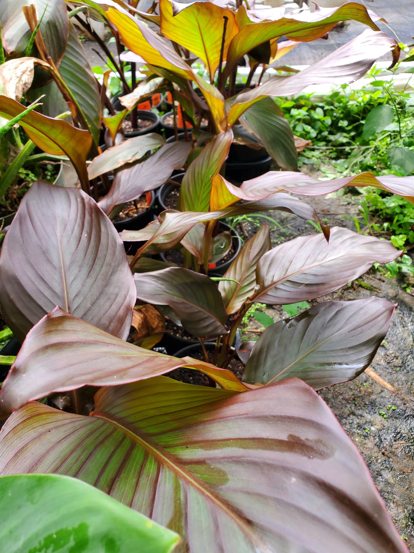 Canna indica 'Purpurea' --Red Stripe Canna--