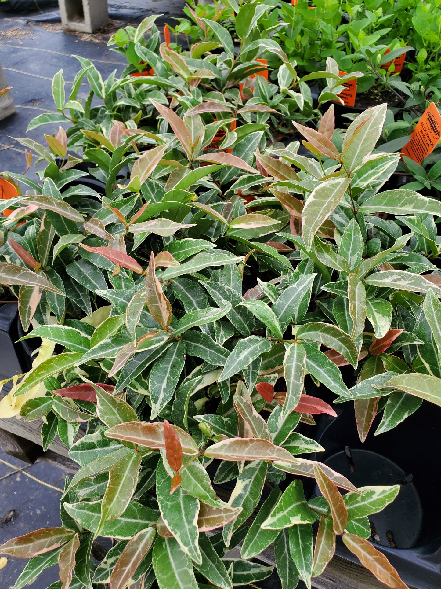 Trachelospermum minima 'Tricolor' --Tricolor Asian Jasmine--