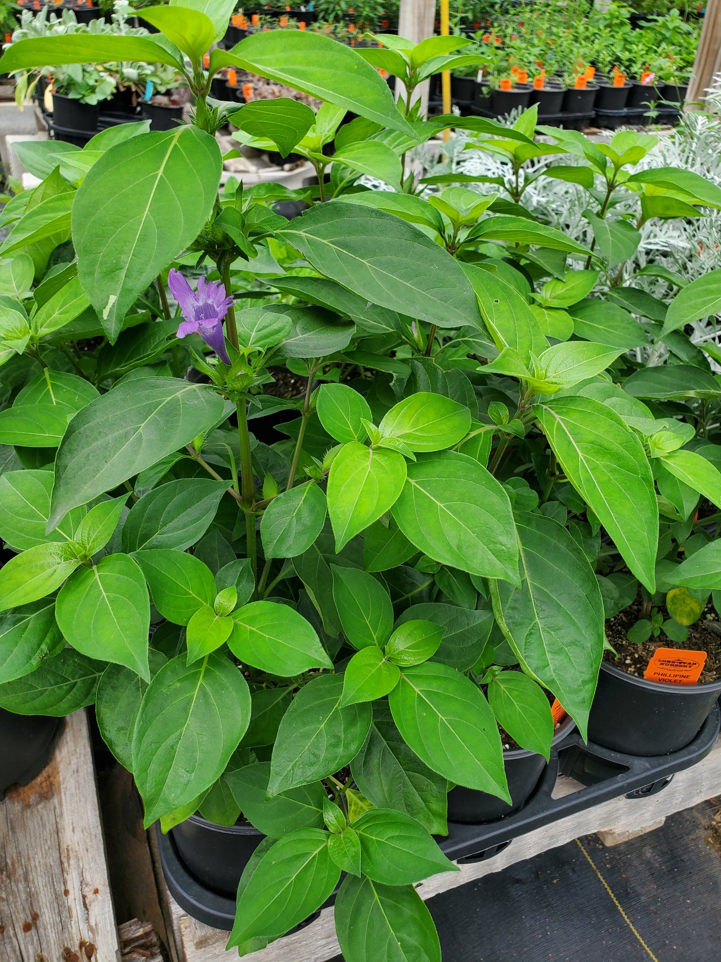 Barleria cristata --Philippine Violet--