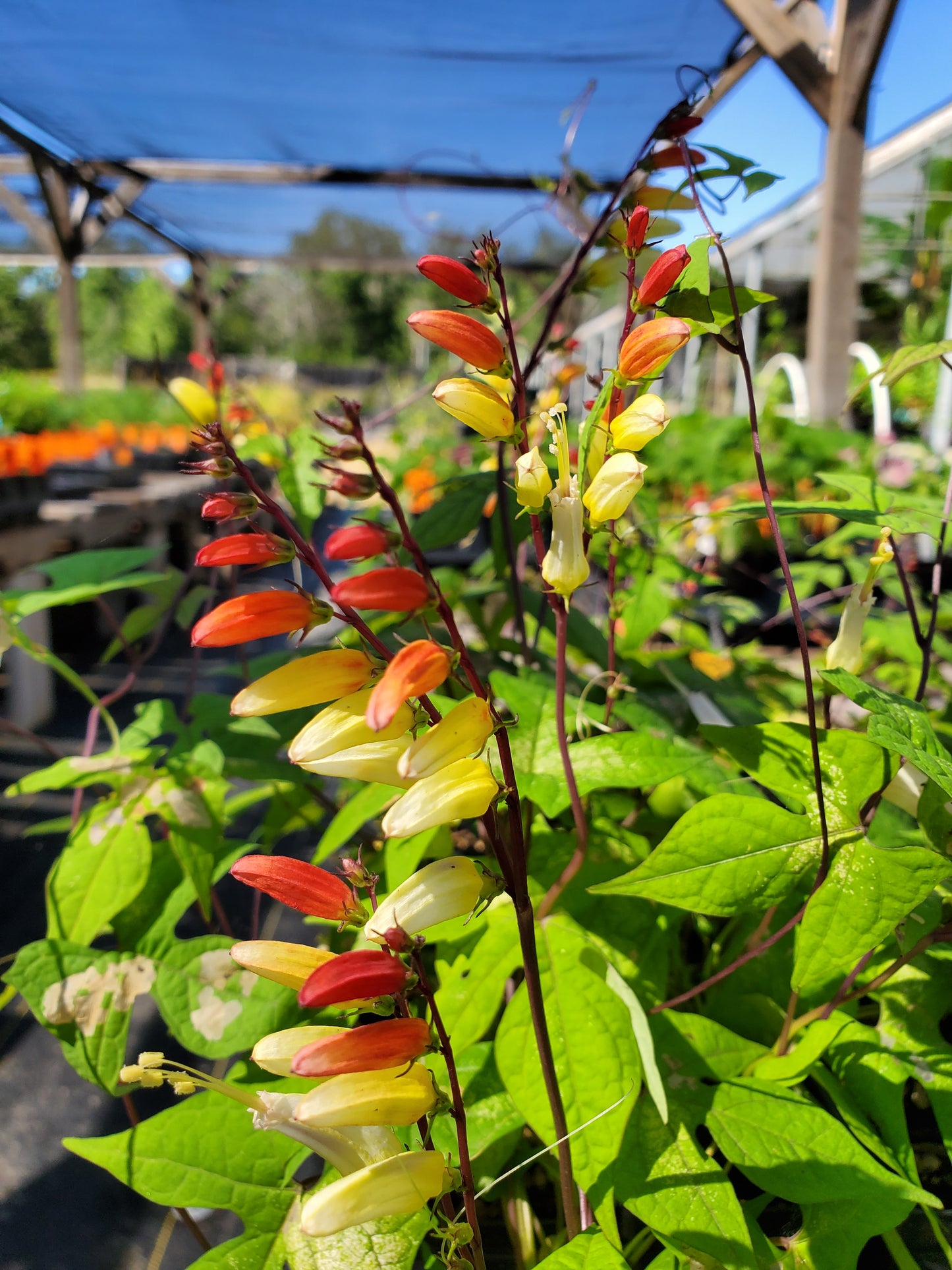 EXOTIC LOVE VINE --Ipomoea lobata--