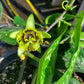 PASSIONFLOWER 'Batwing' --Passiflora coriacea--