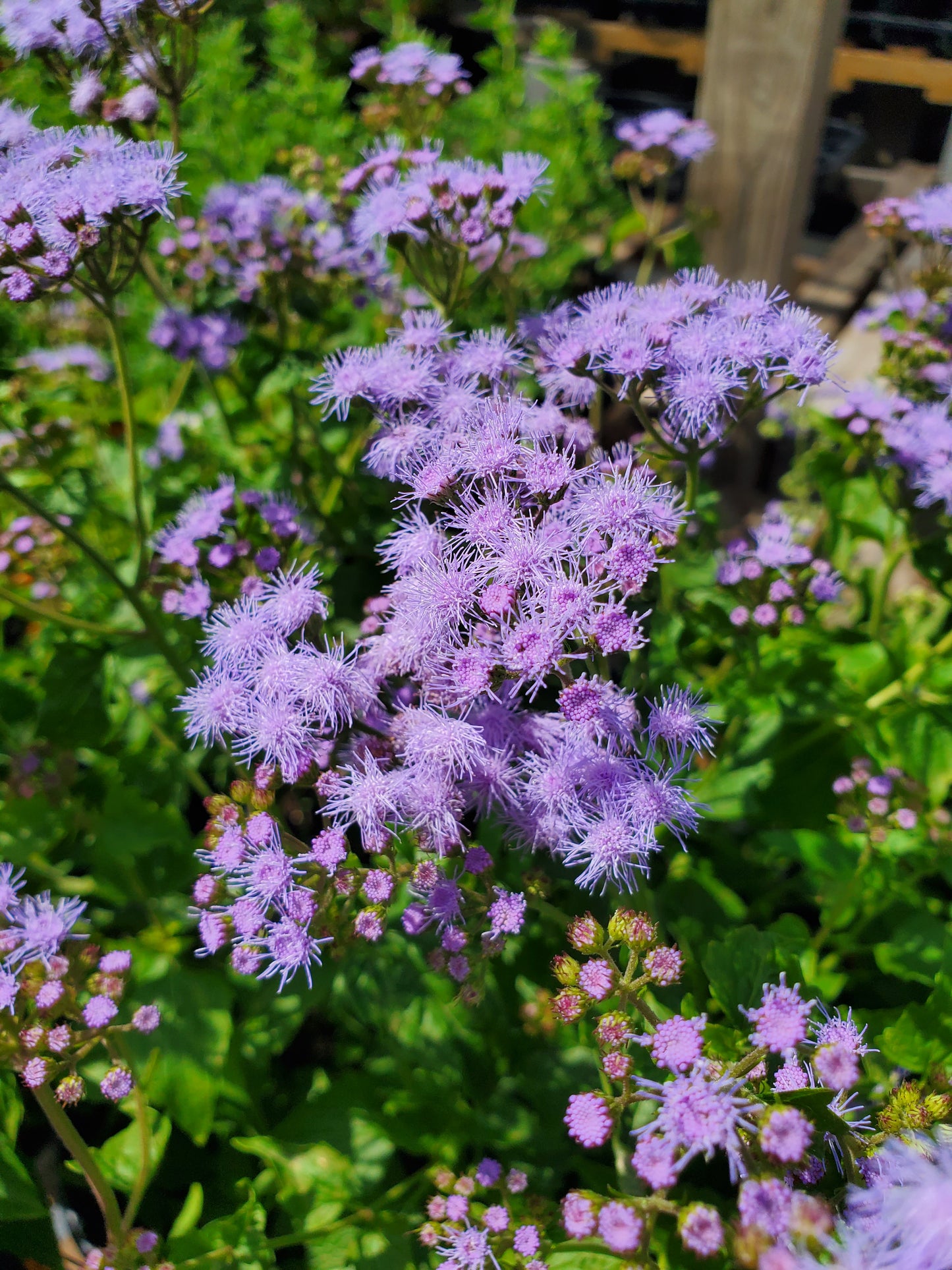 Conoclinium coelestinum --Mistflower--