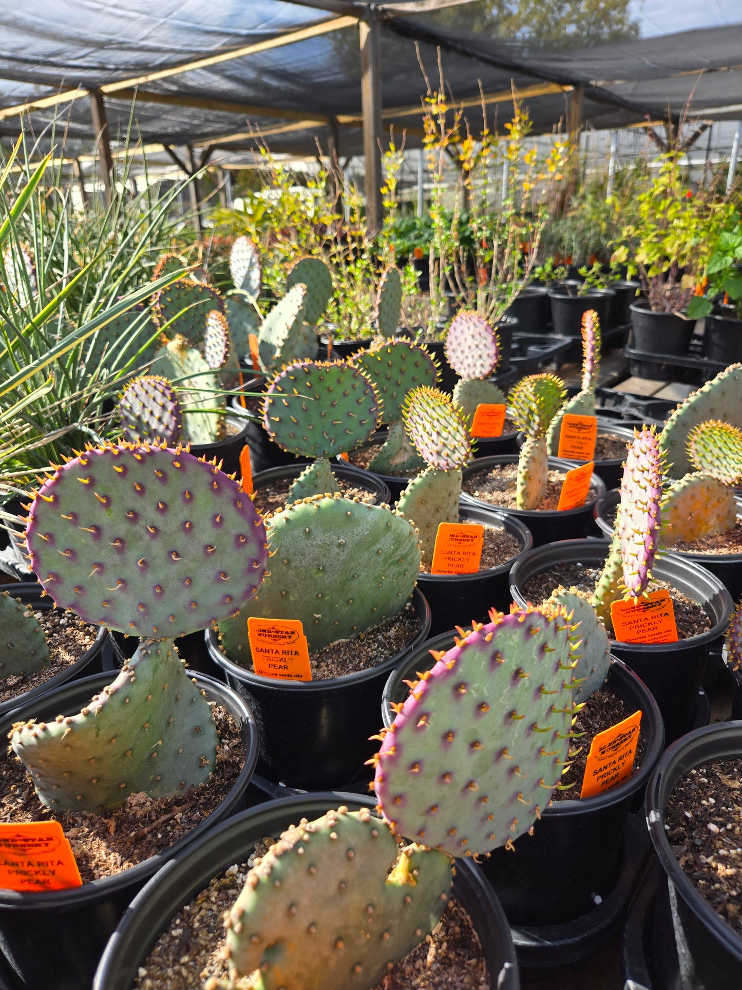 Opuntia santa rita --Santa Rita Prickly Pear--