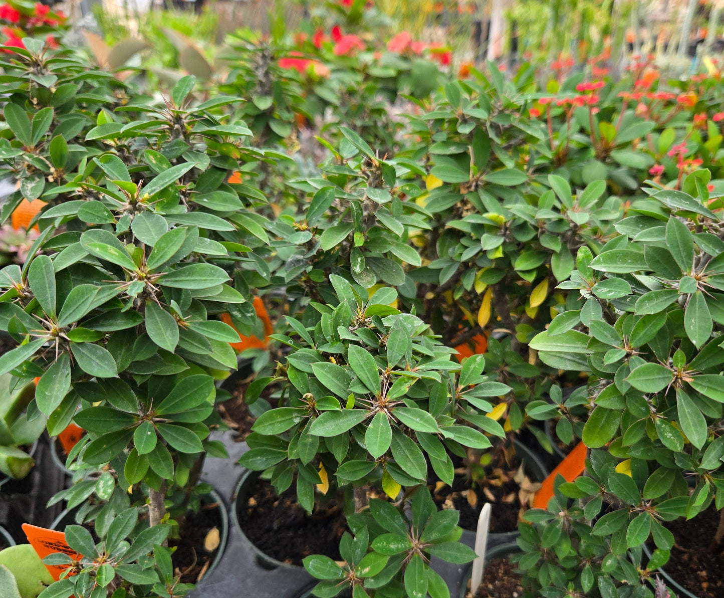 Euphorbia milii --Dune Crown of Thorns--