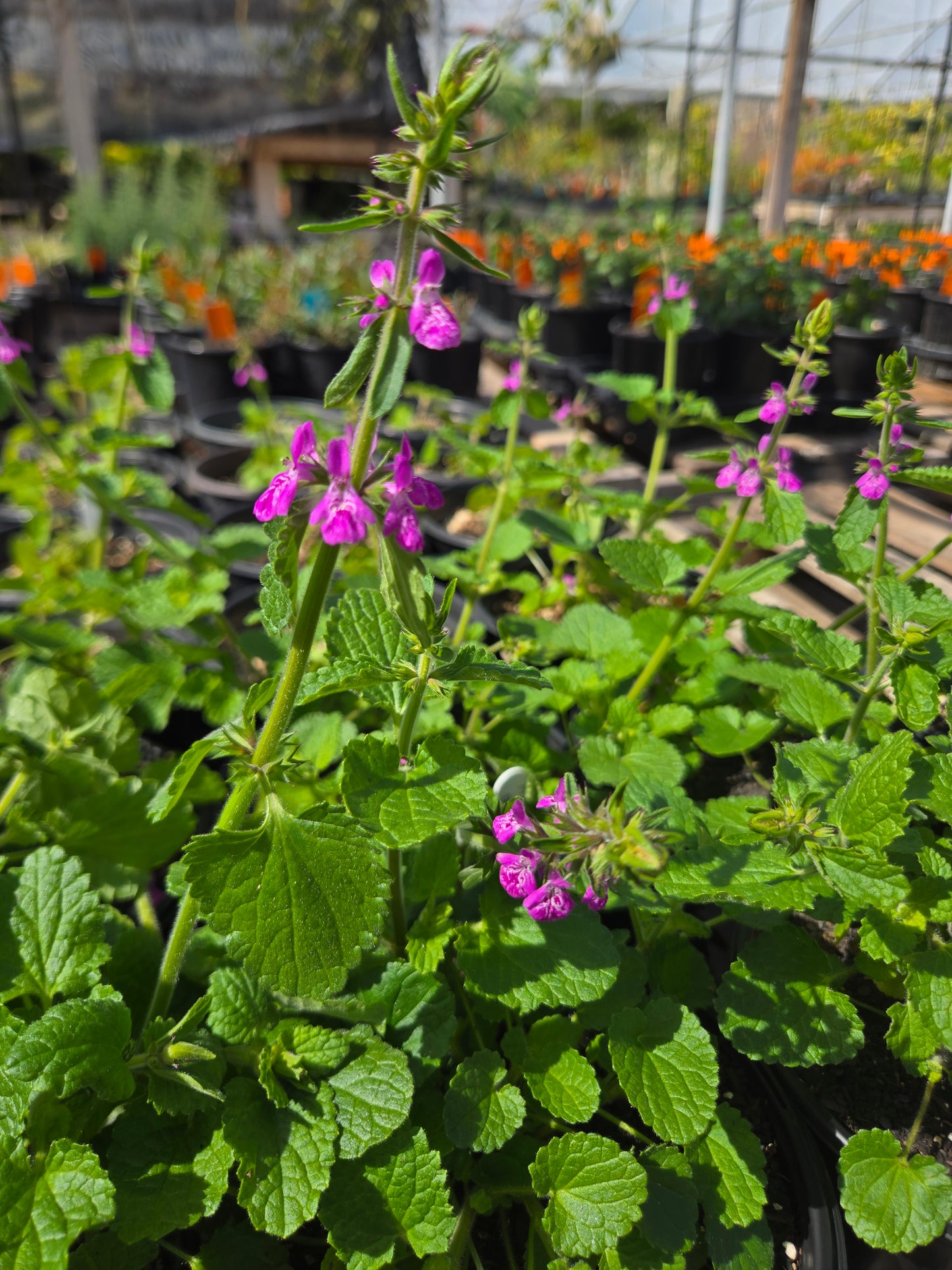 Stachys officinalis 'Pink Cotton Candy' --Pink Betony--