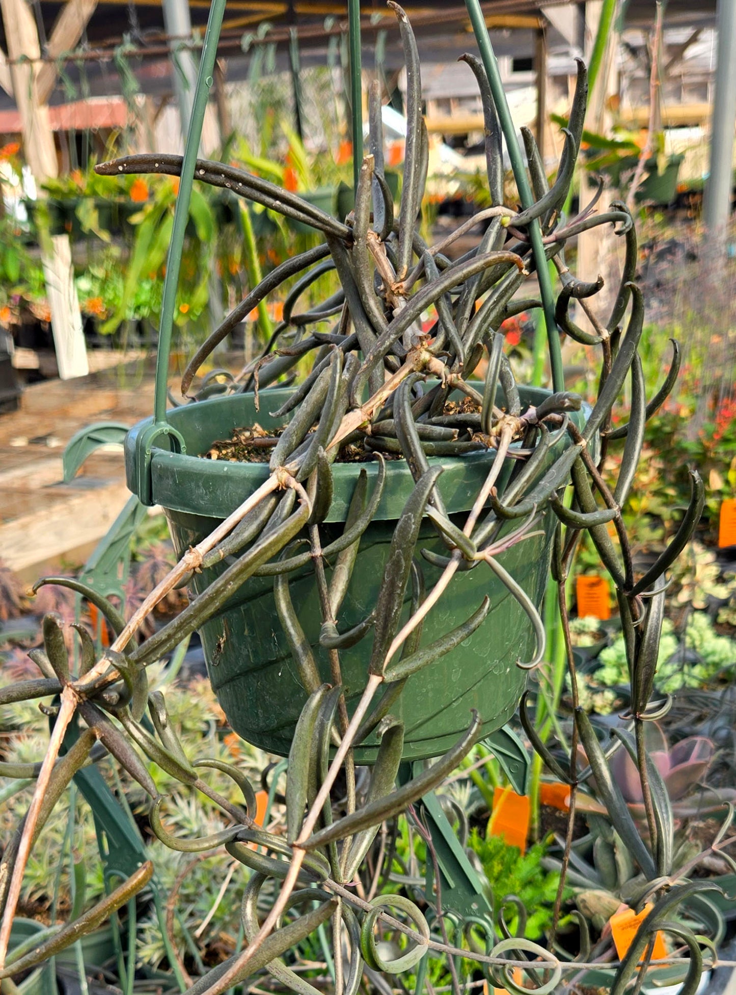 Kalanchoe beauverdii --Widow's Thrill--