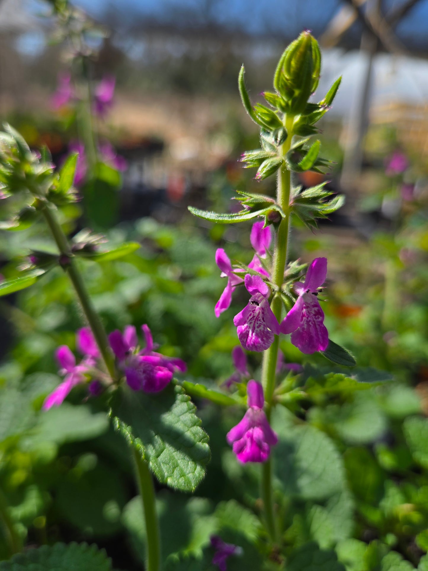 Stachys officinalis 'Pink Cotton Candy' --Pink Betony--