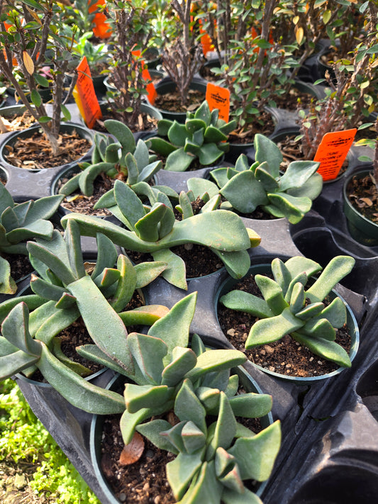 Pleiospilos compactus --Split Rock Mimicry Plant--