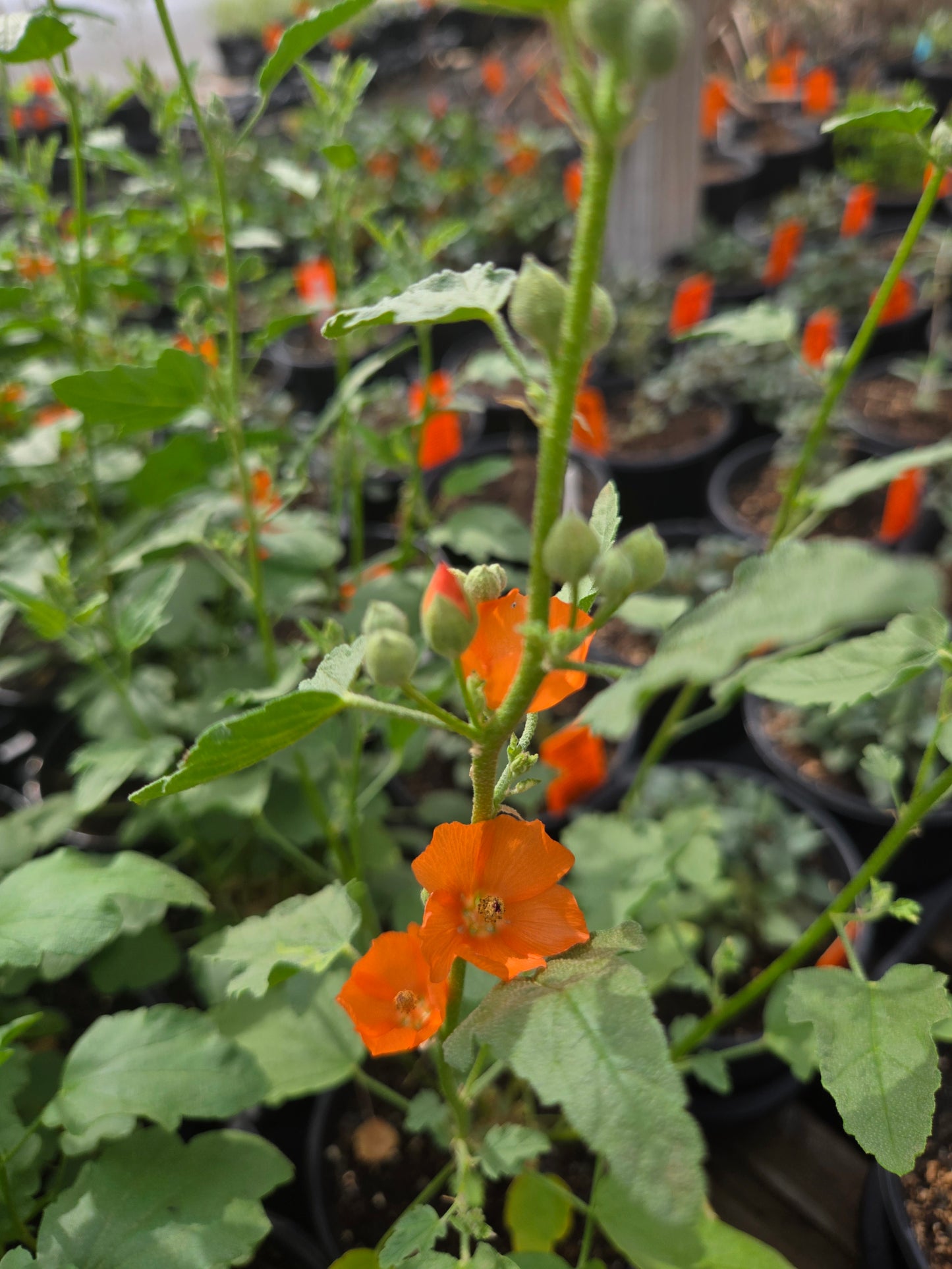 Sphaeralcea ambigua --Apricot Globemallow--