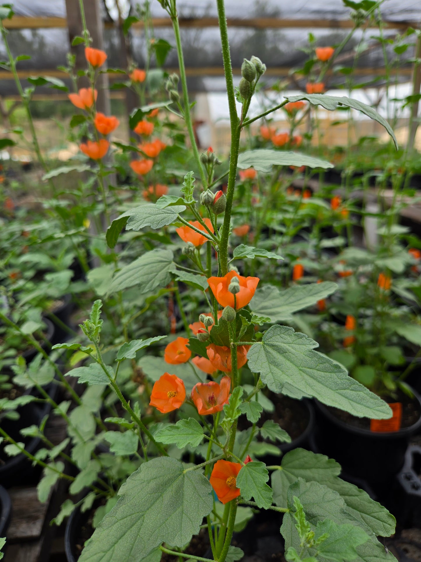 Sphaeralcea ambigua --Apricot Globemallow--
