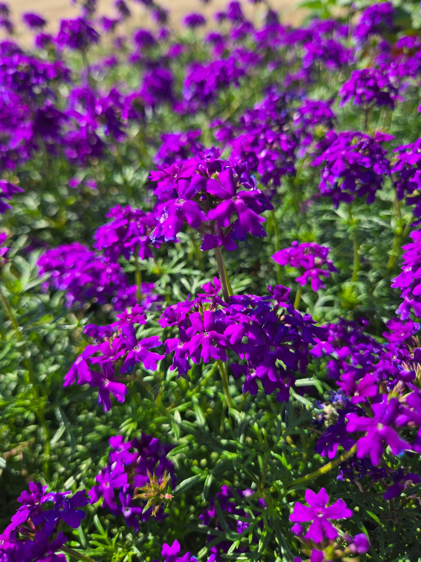 Verbena tenuisecta --Moss Verbena--