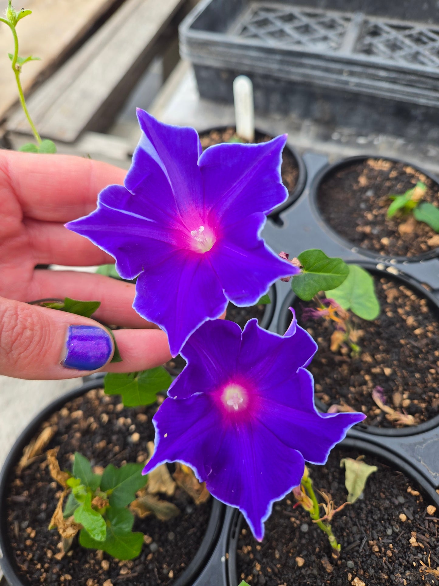 MORNING GLORY 'Kikyo-Zaki Mix'