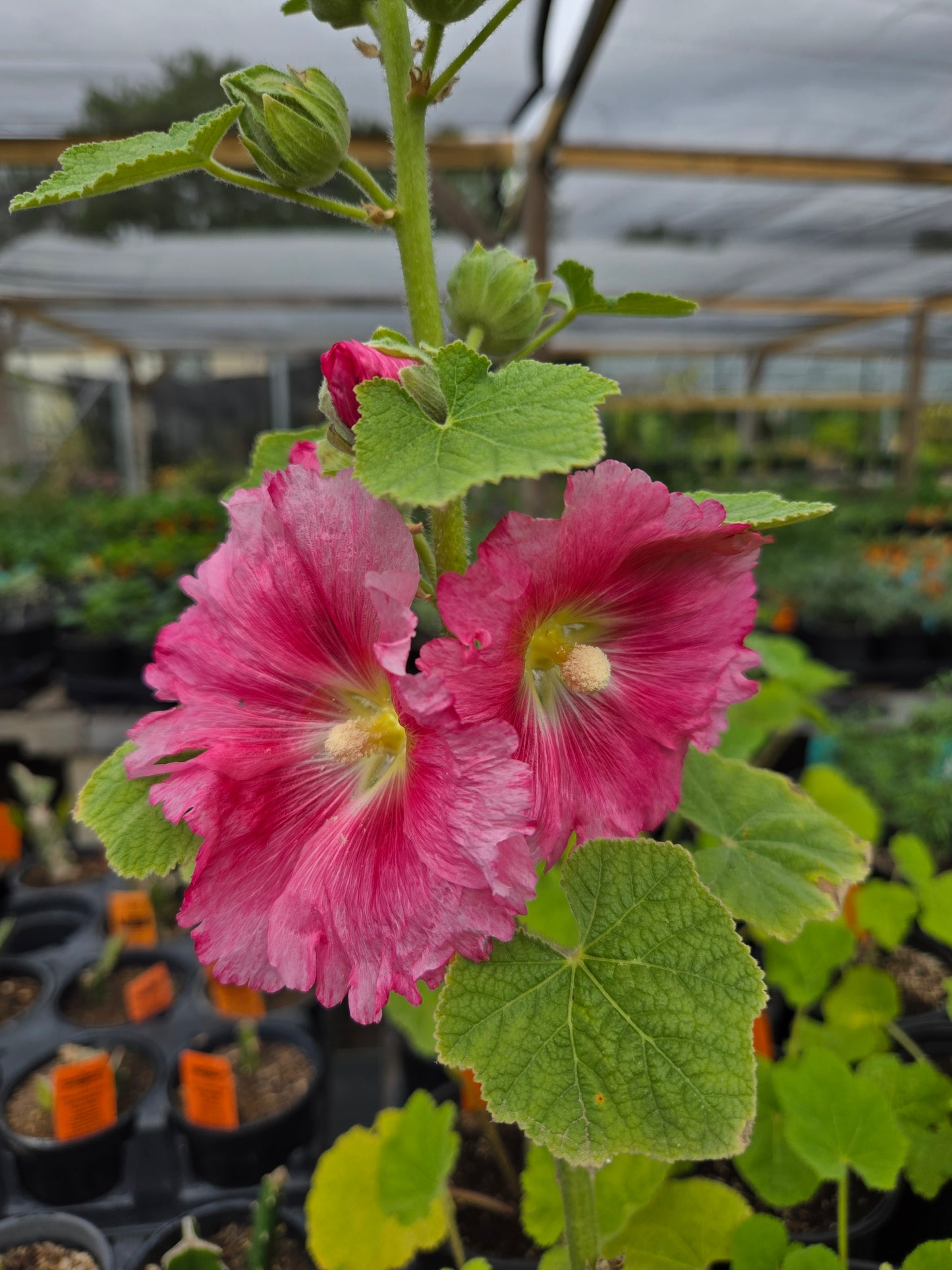 HOLLYHOCK 'Pink' --Alcea setosa--