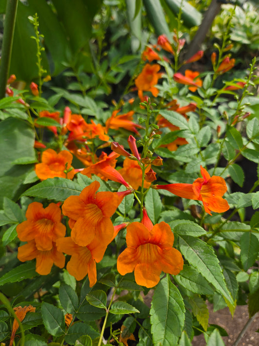 Tecoma x. --Orange Bells Esperanza--