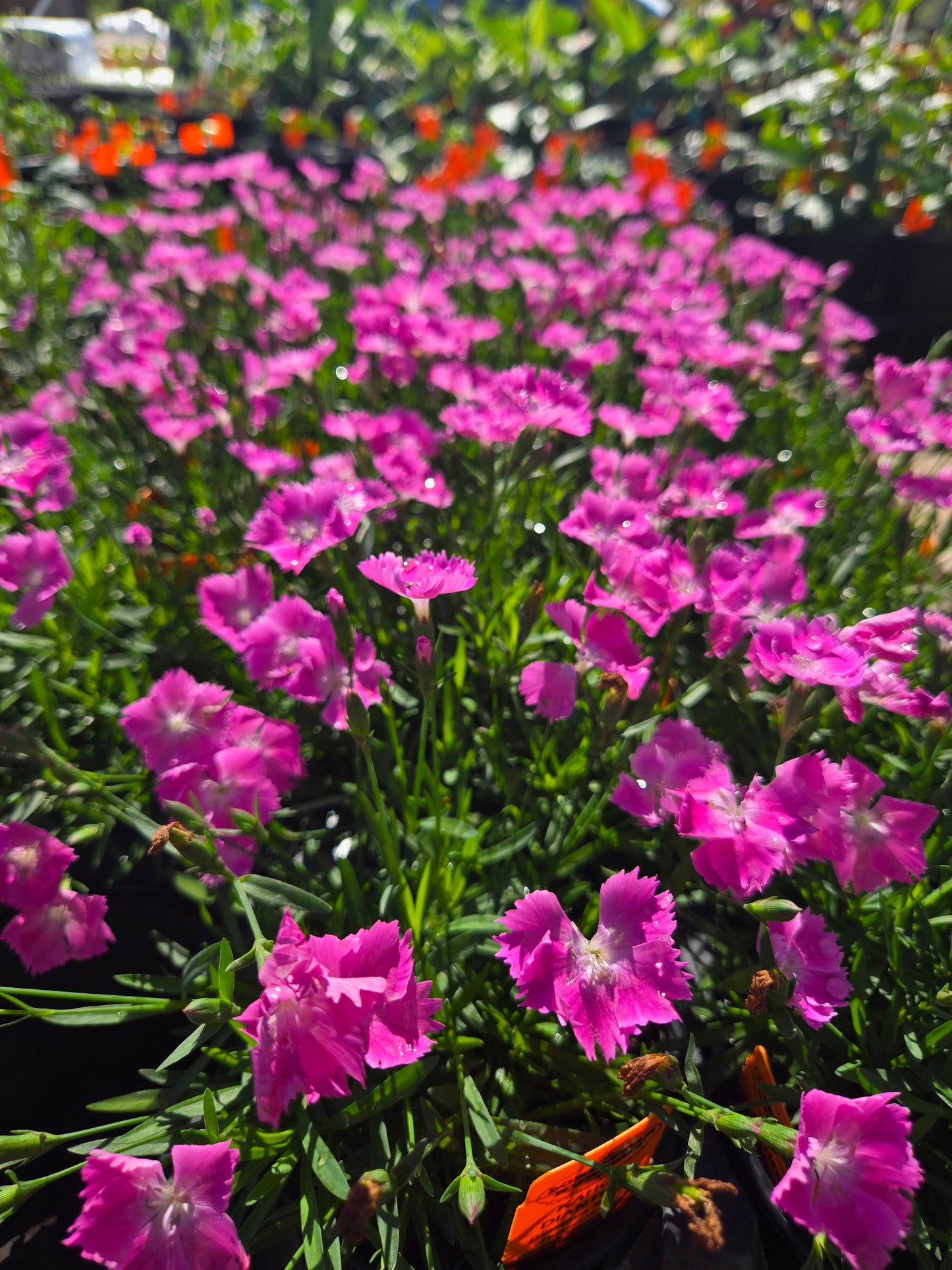 Dianthus 'Kahori'