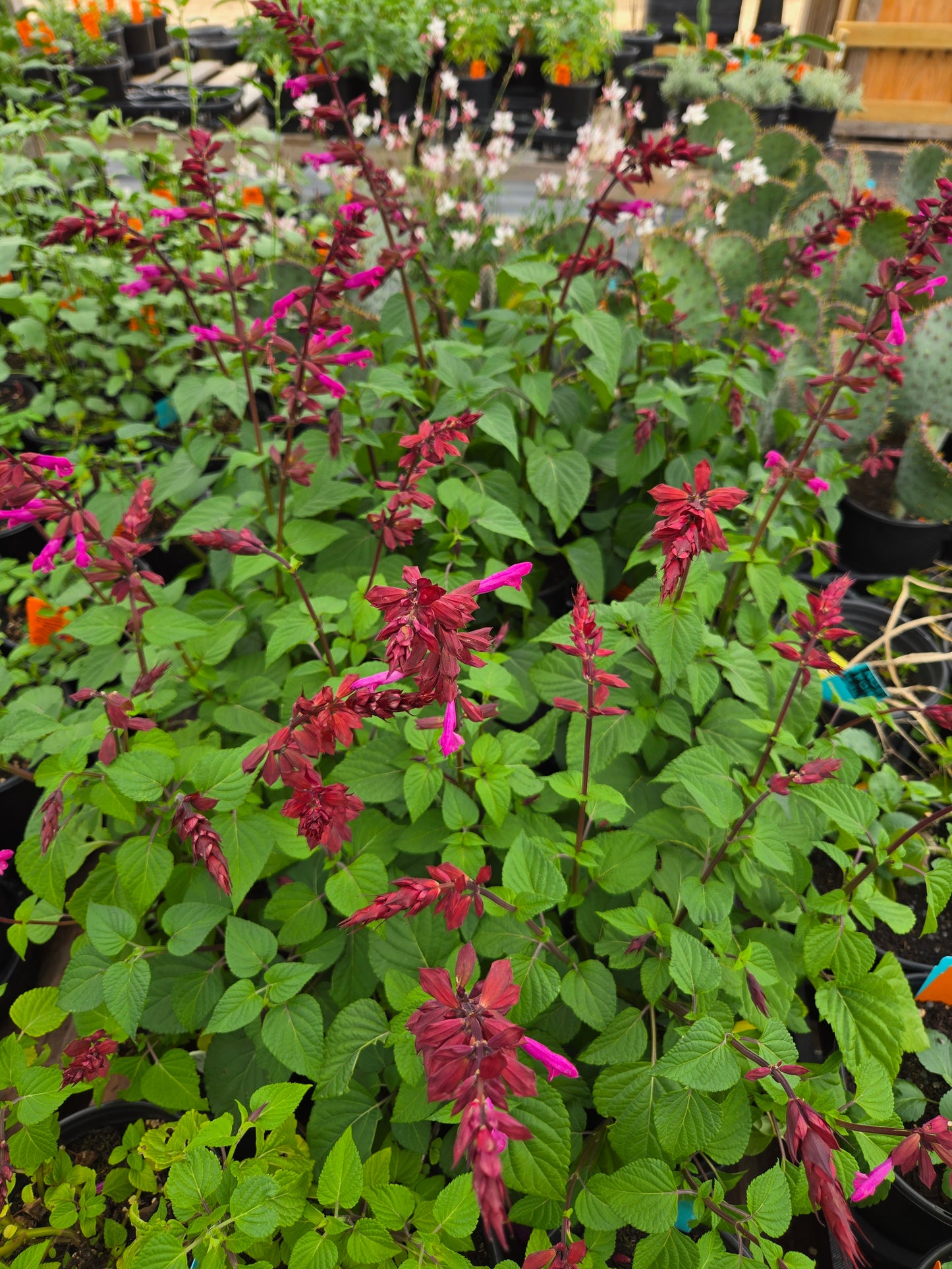 Salvia hybrida --Strawberry Sage--